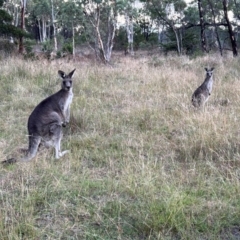 Macropus giganteus at Duffy, ACT - 13 Mar 2024