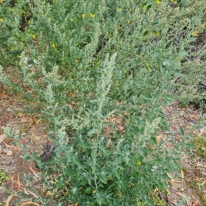 Chenopodium album at Mount Ainslie to Black Mountain - 13 Mar 2024