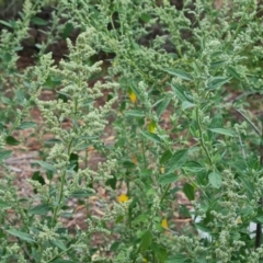 Chenopodium album at Mount Ainslie to Black Mountain - 13 Mar 2024 05:55 PM