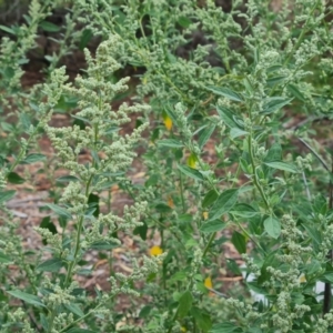 Chenopodium album at Mount Ainslie to Black Mountain - 13 Mar 2024