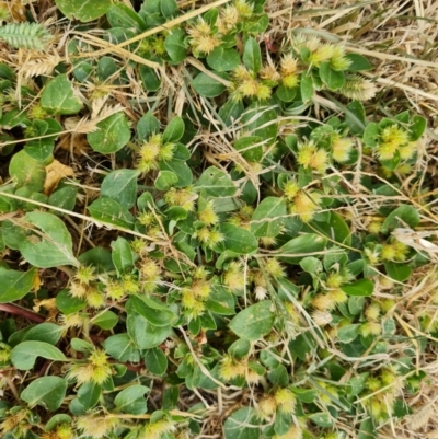 Alternanthera pungens (Khaki Weed) at Parkes, ACT - 13 Mar 2024 by Mike