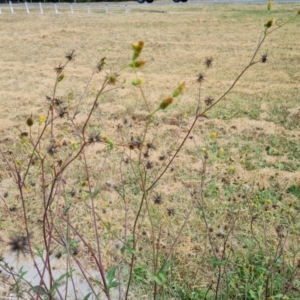 Bidens pilosa at Parkes, ACT - 13 Mar 2024