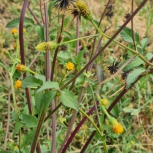 Bidens pilosa at Parkes, ACT - 13 Mar 2024