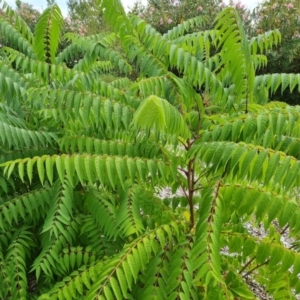 Ailanthus altissima at Mount Ainslie to Black Mountain - 13 Mar 2024