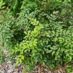 Berberis aquifolium (Oregon Grape) at Parkes, ACT - 13 Mar 2024 by Mike