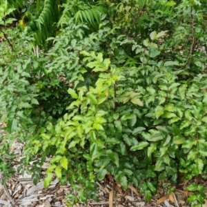 Berberis aquifolium at Mount Ainslie to Black Mountain - 13 Mar 2024