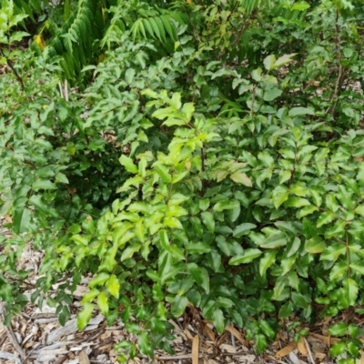 Berberis aquifolium (Oregon Grape) at Parkes, ACT - 13 Mar 2024 by Mike