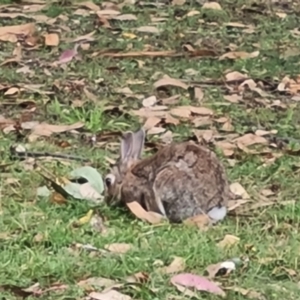 Oryctolagus cuniculus at Mount Ainslie to Black Mountain - 13 Mar 2024 05:28 PM