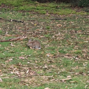 Oryctolagus cuniculus at Mount Ainslie to Black Mountain - 13 Mar 2024 05:28 PM