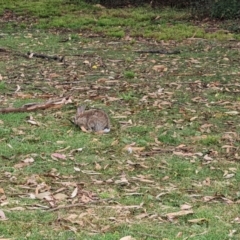 Oryctolagus cuniculus at Mount Ainslie to Black Mountain - 13 Mar 2024