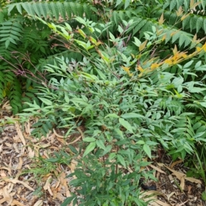 Nandina domestica at Mount Ainslie to Black Mountain - 13 Mar 2024 05:22 PM