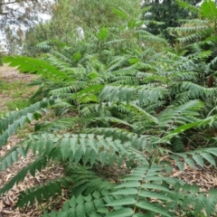 Ailanthus altissima (Tree-of-Heaven) at Commonwealth & Kings Parks - 13 Mar 2024 by Mike