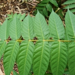 Ailanthus altissima at Mount Ainslie to Black Mountain - 13 Mar 2024