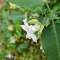 Araujia sericifera (Moth Plant) at Mount Ainslie to Black Mountain - 13 Mar 2024 by Mike