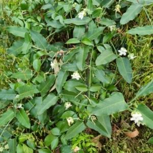 Araujia sericifera at Mount Ainslie to Black Mountain - 13 Mar 2024