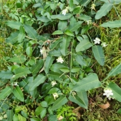 Araujia sericifera at Mount Ainslie to Black Mountain - 13 Mar 2024