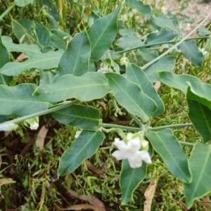 Araujia sericifera at Mount Ainslie to Black Mountain - 13 Mar 2024