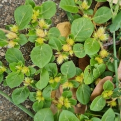 Alternanthera pungens (Khaki Weed) at Parkes, ACT - 13 Mar 2024 by Mike