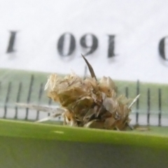 Heliocosma (genus - immature) (A tortrix or leafroller moth) at Flea Bog Flat to Emu Creek Corridor - 13 Mar 2024 by JohnGiacon