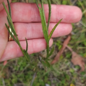 Senecio interpositus at Namadgi National Park - 13 Mar 2024