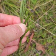 Senecio interpositus at Namadgi National Park - 13 Mar 2024 12:30 PM