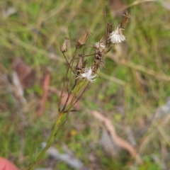 Senecio interpositus at Namadgi National Park - 13 Mar 2024