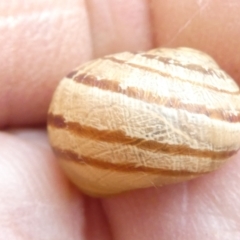 Cornu aspersum (Common Garden Snail) at Emu Creek - 13 Mar 2024 by JohnGiacon