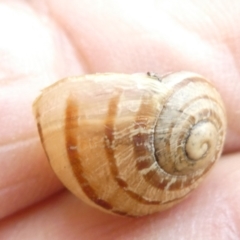 Cornu aspersum at Flea Bog Flat to Emu Creek Corridor - 13 Mar 2024 03:19 PM