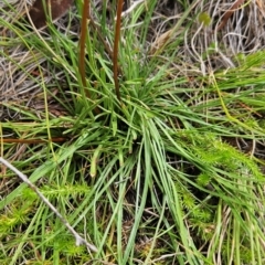 Stylidium graminifolium (Grass Triggerplant) at Rendezvous Creek, ACT - 13 Mar 2024 by BethanyDunne