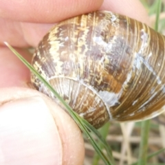 Cornu aspersum (Common Garden Snail) at Emu Creek - 13 Mar 2024 by JohnGiacon