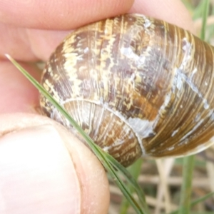 Cornu aspersum at Flea Bog Flat to Emu Creek Corridor - 13 Mar 2024