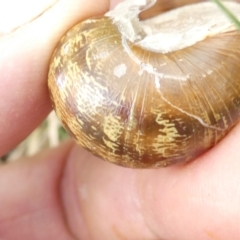 Cornu aspersum at Flea Bog Flat to Emu Creek Corridor - 13 Mar 2024 03:20 PM