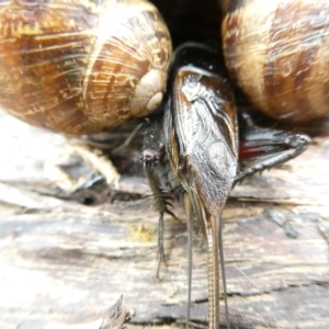 Teleogryllus commodus at Flea Bog Flat to Emu Creek Corridor - 13 Mar 2024