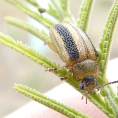 Calomela vittata (Acacia leaf beetle) at Belconnen, ACT - 13 Mar 2024 by JohnGiacon