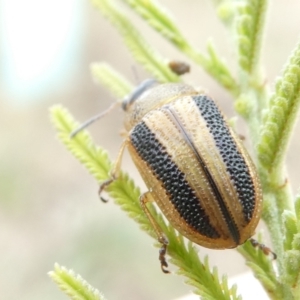 Calomela vittata at Emu Creek - 13 Mar 2024