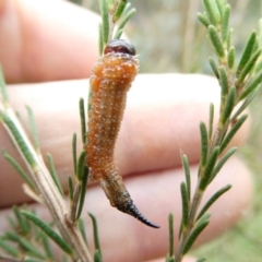 Pterygophorus cinctus (Bottlebrush sawfly) at Belconnen, ACT - 13 Mar 2024 by JohnGiacon