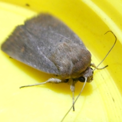 Proteuxoa (genus) (A Noctuid moth) at Belconnen, ACT - 12 Mar 2024 by JohnGiacon
