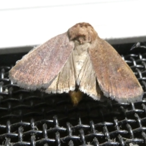 Proteuxoa (genus) at Emu Creek Belconnen (ECB) - 12 Mar 2024