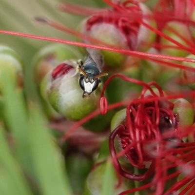 Hylaeus (Gnathoprosopis) chromaticus (A Masked Bee) at Hall, ACT - 13 Mar 2024 by Anna123