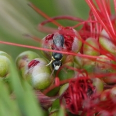 Hylaeus (Gnathoprosopis) chromaticus at Hall, ACT - 13 Mar 2024 05:03 PM