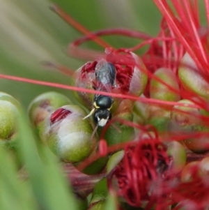 Hylaeus (Gnathoprosopis) chromaticus at Hall, ACT - 13 Mar 2024