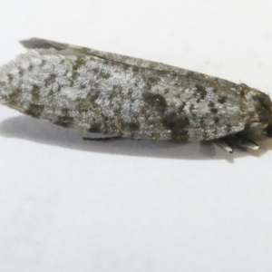 Lepidoscia (genus) ADULT at Emu Creek Belconnen (ECB) - 12 Mar 2024