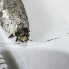 Lepidoscia (genus) ADULT at Emu Creek Belconnen (ECB) - 12 Mar 2024