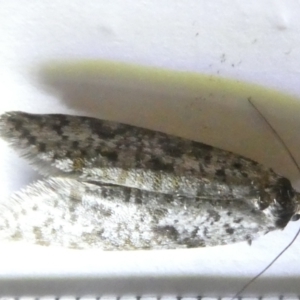 Lepidoscia (genus) ADULT at Emu Creek Belconnen (ECB) - 12 Mar 2024