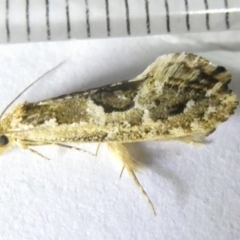 Moerarchis inconcisella (A tineid moth) at Emu Creek Belconnen (ECB) - 12 Mar 2024 by JohnGiacon