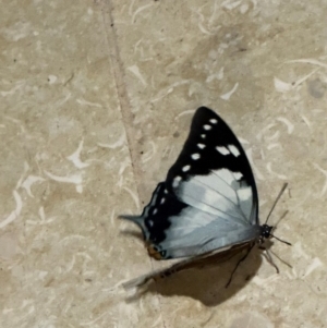 Charaxes sempronius at Wingecarribee Local Government Area - suppressed