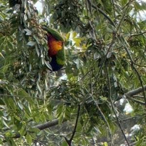 Trichoglossus moluccanus at Wingecarribee Local Government Area - suppressed