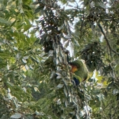 Trichoglossus moluccanus at Wingecarribee Local Government Area - suppressed