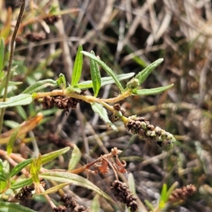 Persicaria prostrata at The Pinnacle - 13 Mar 2024