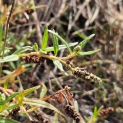 Persicaria prostrata (Creeping Knotweed) at Hawker, ACT - 12 Mar 2024 by sangio7